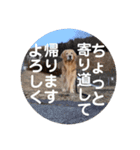 ゴールデンのまろちゃん2（個別スタンプ：6）