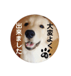 ゴールデンのまろちゃん2（個別スタンプ：8）