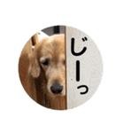 ゴールデンのまろちゃん2（個別スタンプ：10）