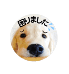 ゴールデンのまろちゃん2（個別スタンプ：15）