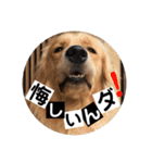 ゴールデンのまろちゃん2（個別スタンプ：17）