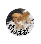ゴールデンのまろちゃん2（個別スタンプ：18）