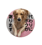 ゴールデンのまろちゃん2（個別スタンプ：19）