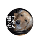 ゴールデンのまろちゃん2（個別スタンプ：20）