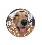 ゴールデンのまろちゃん2（個別スタンプ：21）