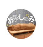 ゴールデンのまろちゃん2（個別スタンプ：26）