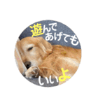 ゴールデンのまろちゃん2（個別スタンプ：28）