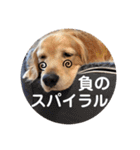 ゴールデンのまろちゃん2（個別スタンプ：29）