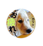 ゴールデンのまろちゃん2（個別スタンプ：32）