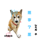 四字熟語のお勉強（個別スタンプ：1）