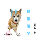 四字熟語のお勉強（個別スタンプ：4）