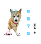 四字熟語のお勉強（個別スタンプ：5）