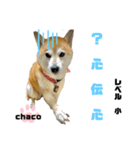四字熟語のお勉強（個別スタンプ：7）