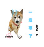 四字熟語のお勉強（個別スタンプ：8）