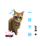 四字熟語のお勉強（個別スタンプ：13）