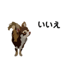 犬のモカちゃんスタンプ（個別スタンプ：2）