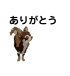 犬のモカちゃんスタンプ（個別スタンプ：5）