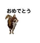犬のモカちゃんスタンプ（個別スタンプ：6）