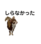 犬のモカちゃんスタンプ（個別スタンプ：8）