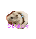 ふうちゃんスタンプ第一弾（個別スタンプ：4）