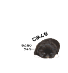 ペキニーズ cocoa 2（個別スタンプ：10）
