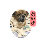 maron,（個別スタンプ：3）