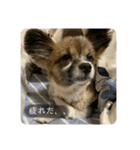 maron,（個別スタンプ：4）
