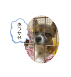 maron,（個別スタンプ：6）