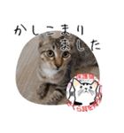 保護猫いけにゃん義兄弟！よく使う言葉40個（個別スタンプ：1）