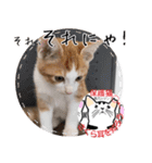 保護猫いけにゃん義兄弟！よく使う言葉40個（個別スタンプ：5）