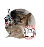 保護猫いけにゃん義兄弟！よく使う言葉40個（個別スタンプ：7）