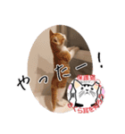 保護猫いけにゃん義兄弟！よく使う言葉40個（個別スタンプ：8）