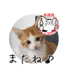 保護猫いけにゃん義兄弟！よく使う言葉40個（個別スタンプ：9）