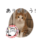 保護猫いけにゃん義兄弟！よく使う言葉40個（個別スタンプ：11）