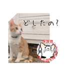 保護猫いけにゃん義兄弟！よく使う言葉40個（個別スタンプ：12）