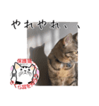 保護猫いけにゃん義兄弟！よく使う言葉40個（個別スタンプ：13）