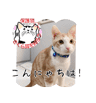 保護猫いけにゃん義兄弟！よく使う言葉40個（個別スタンプ：15）