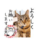 保護猫いけにゃん義兄弟！よく使う言葉40個（個別スタンプ：16）