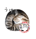 保護猫いけにゃん義兄弟！よく使う言葉40個（個別スタンプ：17）