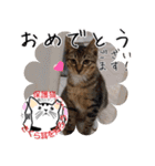 保護猫いけにゃん義兄弟！よく使う言葉40個（個別スタンプ：26）