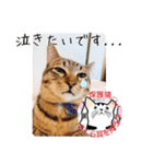 保護猫いけにゃん義兄弟！よく使う言葉40個（個別スタンプ：27）