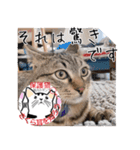 保護猫いけにゃん義兄弟！よく使う言葉40個（個別スタンプ：35）