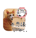 保護猫いけにゃん義兄弟！よく使う言葉40個（個別スタンプ：36）