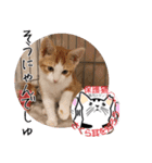 保護猫いけにゃん義兄弟！よく使う言葉40個（個別スタンプ：38）