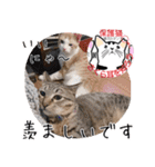 保護猫いけにゃん義兄弟！よく使う言葉40個（個別スタンプ：39）