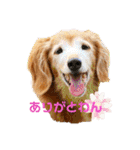 wishだよ☺️（個別スタンプ：2）