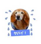 wishだよ☺️（個別スタンプ：33）