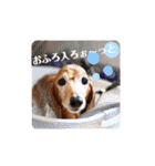wishだよ☺️（個別スタンプ：40）