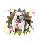 ブルドッグ のマーブルちゃん（個別スタンプ：2）