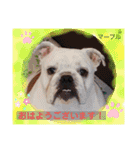 ブルドッグ のマーブルちゃん（個別スタンプ：7）